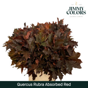 Absorbed Quercus Rubra L80 Red